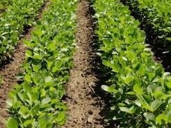 It's Not All About Herbicides: Three Key Tactics For Managing Weeds